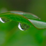 ドウダンツツジの葉と水滴♪