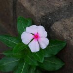 ８月に見かけた野草　No.1