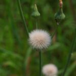 8月に見かけた野草 No.2