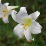 8月に見かけた野草 No.3