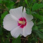 8月に見かけた野草 No.5