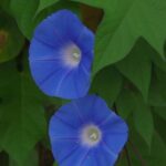 ８月に見かけた野草　No.4