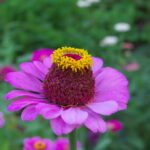 ８月に見かけた野草　No.6