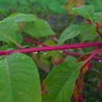 ヨウシュヤマゴボウの葉と雨露♪