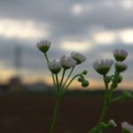 ヒメジョオンと朝焼けのコラボ♪