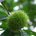 栗の実♪