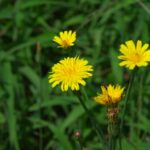 8月に見かけた野草 No.8