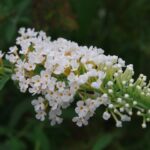 デュランタかな～