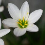 レインリリー　K20D