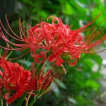 ヒガンバナ　K20D