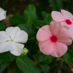 ニチニチソウ　K20D