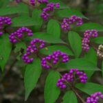 ムラサキシキブの実　K20D