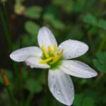 ゼフィランサス♪