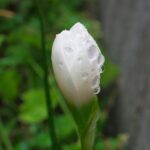 ゼフィランサスのつぼみ♪