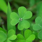 三つ葉のクローバー　水滴のボタン♪