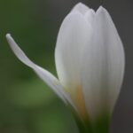 ゼフィランサス 　目覚めの朝♪