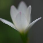 ゼフィランサス 　夢の世界♪