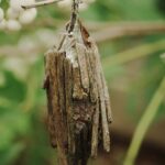 ミノ虫のお家♪