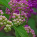 紫式部（むらさきしきぶ）の実