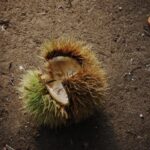 くりたべたのだあれ♪