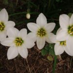 ゼフィランサス 　ノスタルジック♪