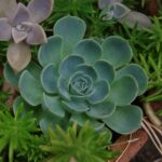 JPEG撮って出しの花の写真　K20D　タムロンA16