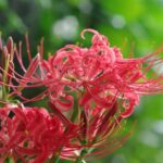 JPEG撮って出しの花の写真　K20D　A50mmF2