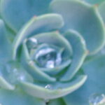 AF微調整　K20D　FA35mmF2AL