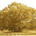 守りの木 芥子色 K20D