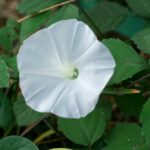 朝顔とヨウシュヤマゴボウ　K20D