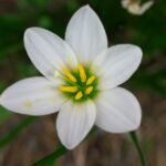 分割測光時における測距点と露出の関連付け　K20D