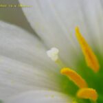 レインリリー　めしべにロックオン