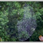 クモの糸　水滴とのコラボ