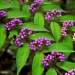 ムラサキシキブ