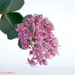 ミセバヤ　白バック