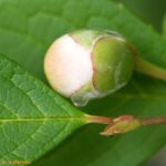 ナツツバキの蕾