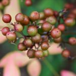 K-mでマクロ　南天の実