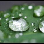 水滴　真珠の輝き