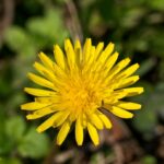 セイヨウタンポポ