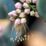 ミセバヤのつぼみ