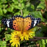 ヒメアカタテハとセイヨウタンポ