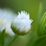 ヒメジョオン　PIXTA仕様