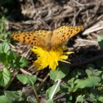 ツマグロヒョウモン