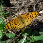 ツマグロヒョウモン