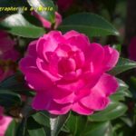 サザンカ（山茶花）