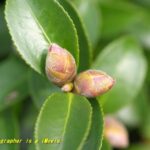 サザンカの蕾