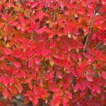 ドウダンツツジの紅葉
