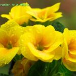 プリムラ・ジュリアン