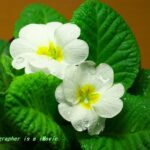 プリムラ・ジュリアン