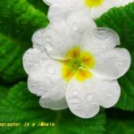 プリムラ・ジュリアン